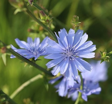 Cikoria blommor