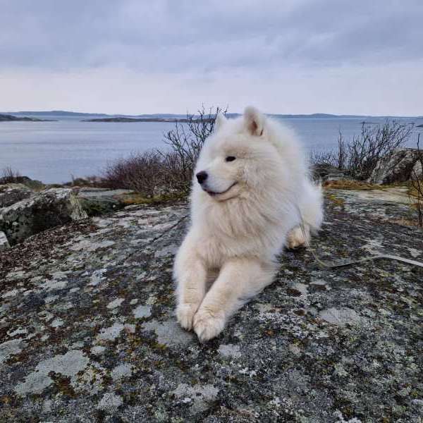 Hunden Herr Vit vid kusten